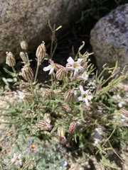 Silene sargentii