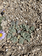 Oreonana clementis