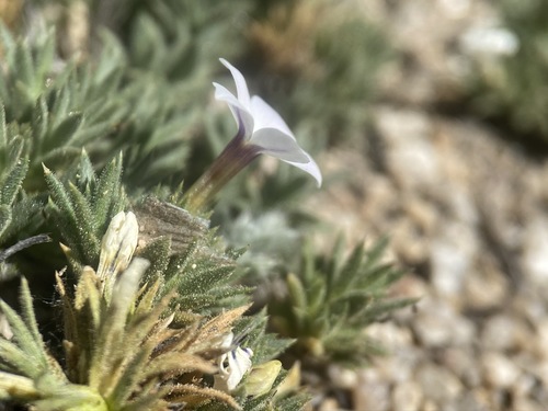 Image of Phlox dispersa by (c) Matt Berger, some rights reserved (CC BY)