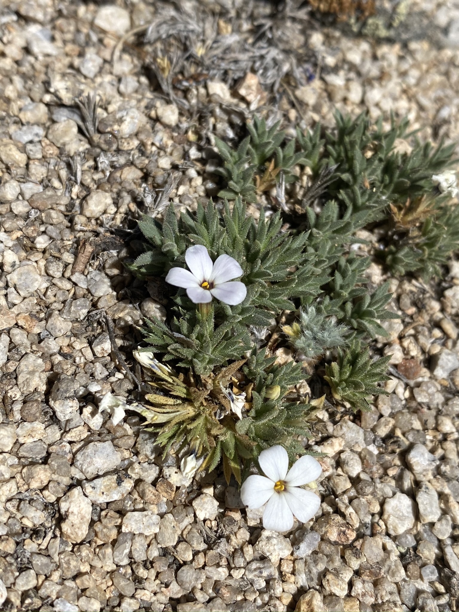 Phlox dispersa