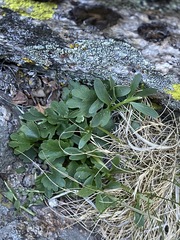 Ranunculus eschscholtzii oxynotus