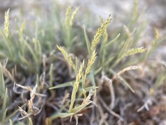 Muhlenbergia filiformis