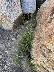 Melica stricta