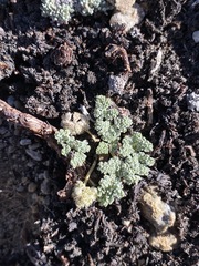 Oreonana clementis