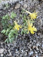 Aquilegia pubescens