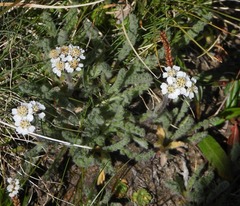 Achillea nana