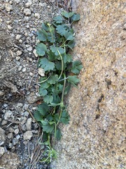 Ranunculus eschscholtzii oxynotus