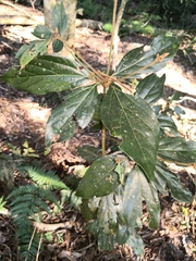 Neolitsea dealbata