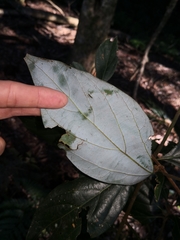 Neolitsea dealbata