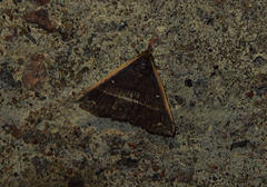 Adrapsa ablualis