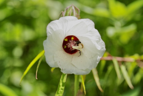 Neches River Rosemallow (Hibiscus dasycalyx)
