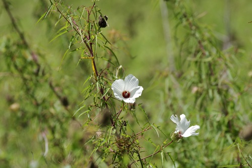 Image of Hibiscus dasycalyx by (c) Michelle W. （鍾偉瑋）, some rights reserved (CC BY)
