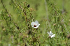 Hibiscus dasycalyx