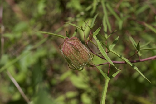 Image of Hibiscus dasycalyx by (c) Michelle W. （鍾偉瑋）, some rights reserved (CC BY)