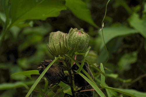 Image of Hibiscus dasycalyx by (c) Michelle W. （鍾偉瑋）, some rights reserved (CC BY)