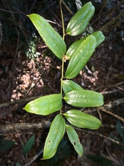 Ripogonum discolor
