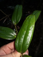 Ripogonum discolor