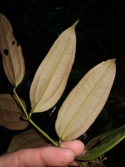 Ripogonum discolor