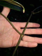 Ripogonum discolor