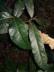 Cryptocarya obovata