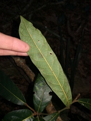 Cryptocarya obovata