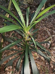Cordyline stricta
