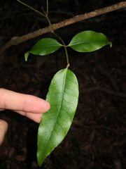 Melodinus australis