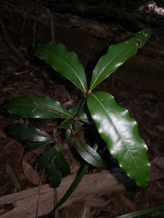 Cinnamomum virens