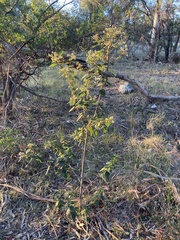 Pomaderris elliptica