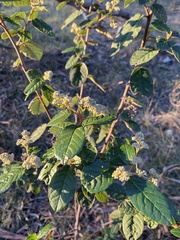 Pomaderris elliptica