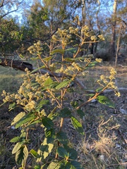 Pomaderris elliptica