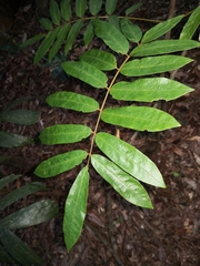 Austrosteenisia glabristyla