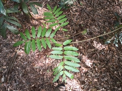 Austrosteenisia glabristyla