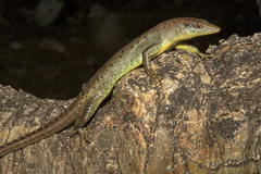 Emoia samoensis