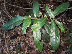 Cryptocarya obovata