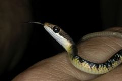 Dendrelaphis tristis