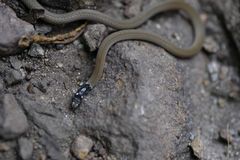 Sibynophis subpunctatus