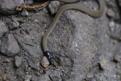 Sibynophis subpunctatus