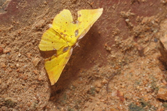 Corymica arnearia