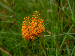 Platanthera chapmanii
