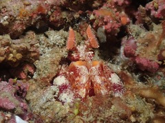 Lysiosquilloides mapia