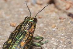 Nipponobuprestis amabilis