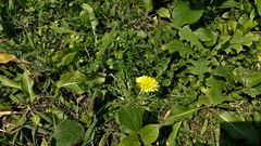 Taraxacum formosanum