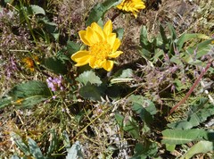 Balsamorhiza serrata