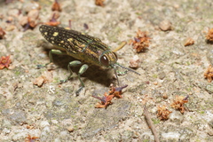 Nipponobuprestis amabilis