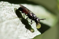 Hylaeus littleri