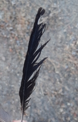 Upupa epops