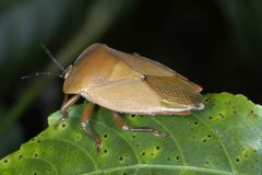 Tessaratoma