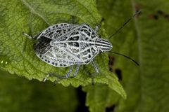 Cappaea taprobanensis