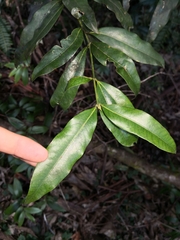 Melodinus australis